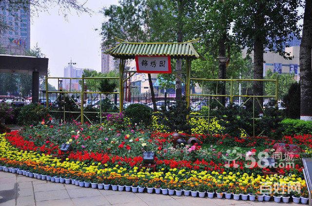 武汉室外花坛摆放 草花草坪 园林绿化设计施工养护